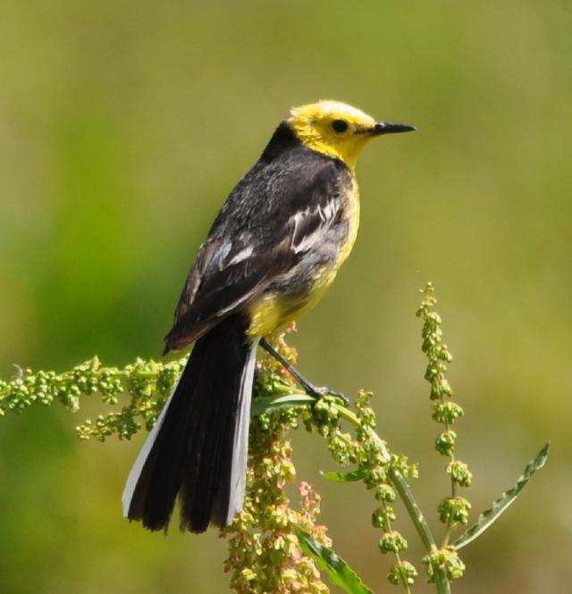 yellow wagtail